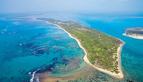 Gulf of Mannar corals to face threat if plan to grow invasive seaweed gets nod