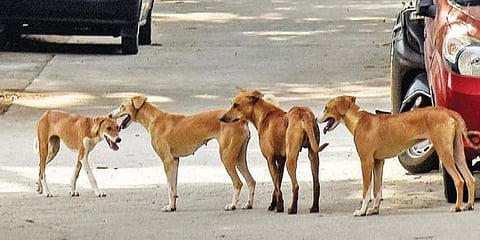Stray dogs kill three-year-old girl in Madhya Pradesh's Dhar