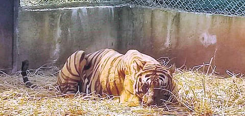 MDT-23 at Mysuru Rescue and Rehabilitation Centre | Express