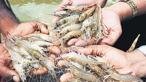 The Indian white shrimp