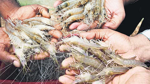 The Indian white shrimp