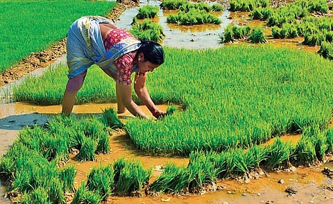 Registration for rabi paddy purchase in Odisha till March 27