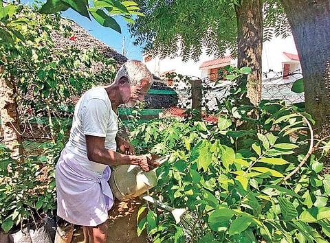 Karuppaiah watering a batch of saplings for use in his plantation drive | Express
