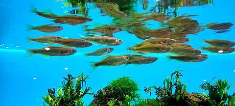 Nilgiri Danio (Devario neilgherriensis), an endangered fish found in Gudalur forest division. (Photo | Express)