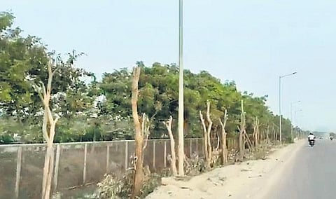 The pruned trees on ORR service road between Financial District and Movie Towers