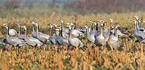 Bar-headed geese