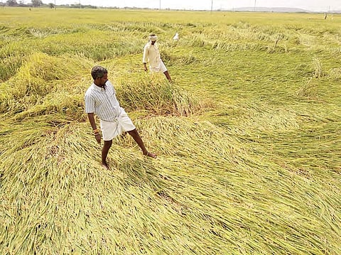 A farmer assessing his crop loss. (Representational Photo | EPS)