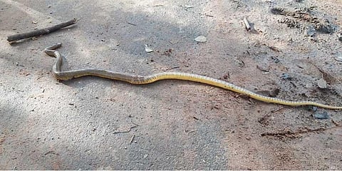 A snake spotted on the Government Solankudikadu High School campus in Ariyalur district | Express