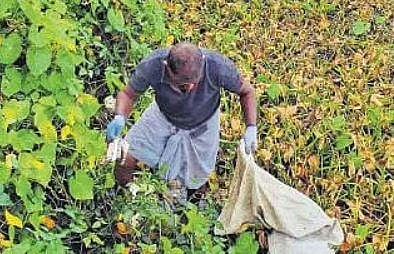 Mangroves along Marine Drive littered with waste