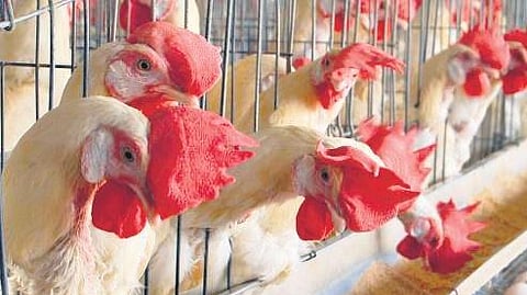 Representational image