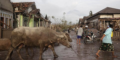 A man brings his buffaloes for evacuation past houses covered with ash following an eruption of Mount Semeru, seen in the background, in Lumajang, East Java, Indonesia, Dec. 5, 2021. (Photo | AP)