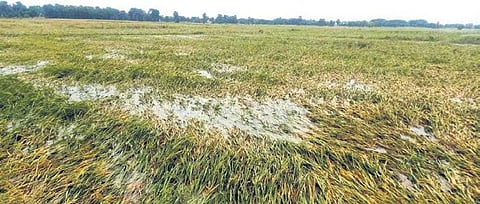 Submerged paddy crops due to heavy rains in Jagatsinghpur. (Photo | EPS)