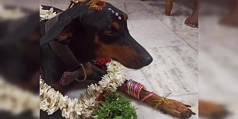 Doberman Suji was given a bridal make up with colourful bindis on her forehead. (Photo| EPS)