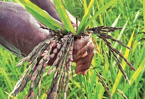 Organic farmer K Murugan along with the traditional paddy crops Mapillai Samba and Iluppu Samba  | EXPRESS