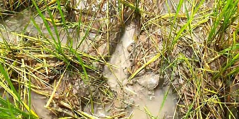 Farmers show crops damaged by rodents | Express