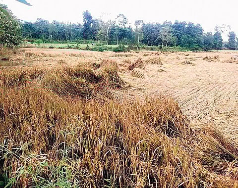 The paddy crop cultivated by Kailash damaged in rain (Photo | Express)
