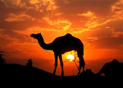 18 camels brought for slaughter sent back to Rajasthan