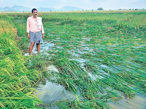 The damaged paddy crop on the agriculture field of Abhimanyu Pradhan | Express