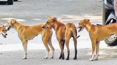 PFA Trivandrum secretary Latha Indira described the court order as “reactionary” and lacking a practical foundation. 