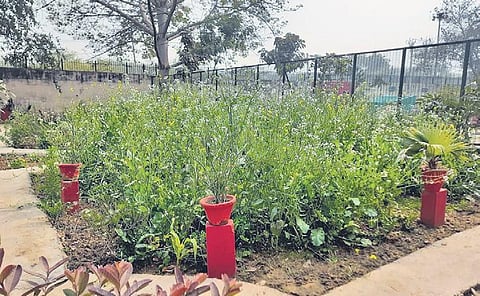 The kitchen garden by Jagdish (Photo | Express)