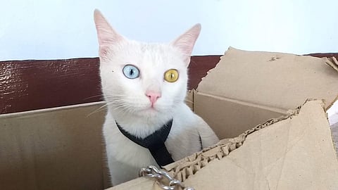 Hazel, the rare Khao Manee cat, at its owner Anubhav Singh's house (Photo | Spl arrangement)