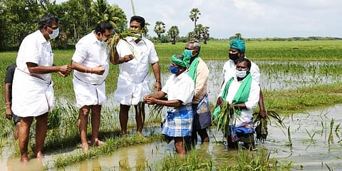 Chief Minister Edappadi K Palaniswami inspecting paddy crops affected in Kokkaladi village in Tiruvarur district (File Photo | Express)