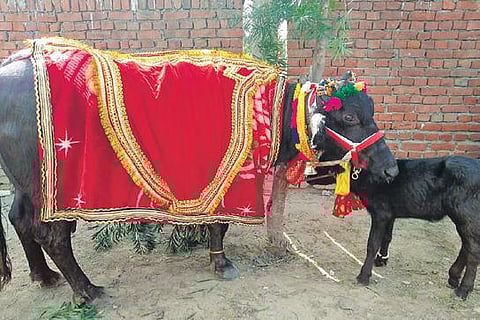 The buffalo which was gifted to the Wrestling Federation of India in Agra on Sunday | SPECIAL ARRANGEMENT