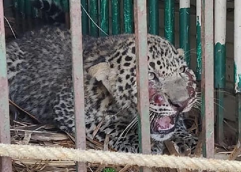 Forest officials on Monday arrested two persons for their involvement in poaching a leopard in Nuapada. 