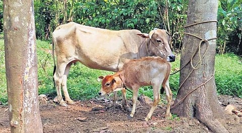 Plans afloat to save Periyar cattle