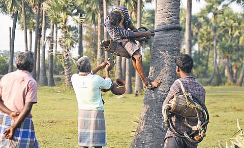 Toddy tappers’ Template to thrive