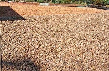 Arecanut spread out for drying in the front of a house in Mangaluru | Express