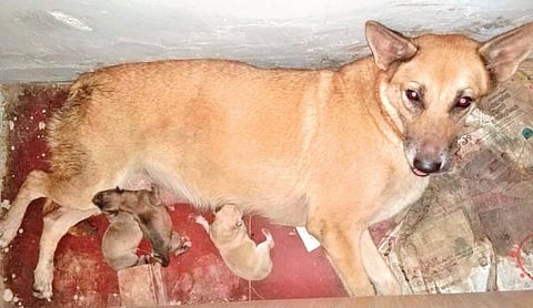 Abbakka with her newborn pups