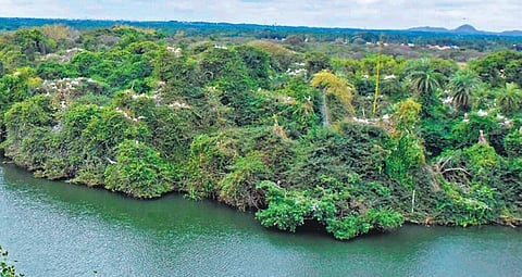 A bird’s-eye view of the Ranganathittu Bird Sanctuary near Mysuru | UDAYSHANKAR S
