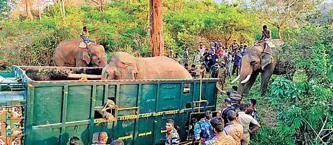20-year-old jumbo ‘Shankar’ getting lifted onto a truck following a successful capture by the forest department near Gudalur in the Nilgiris; four Kumkis - Kalim, Sujai, Vijai and Srinivas - were used