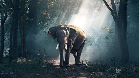 Representational image of an Elephant corridor.