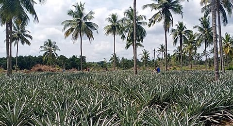 A pineapple farm in Karkala of  Udupi district. | Express