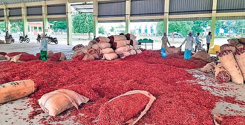 Workers arrange the loads of red chilli brought by the farmers.