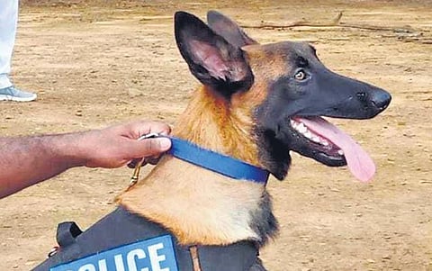 15 Belgian Malinois dogs to add teeth to K9 squad