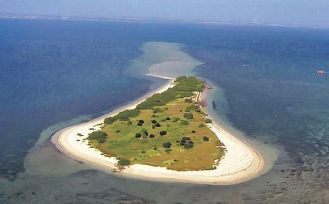 Five lakh pearl oyster spats released into Gulf of Mannar