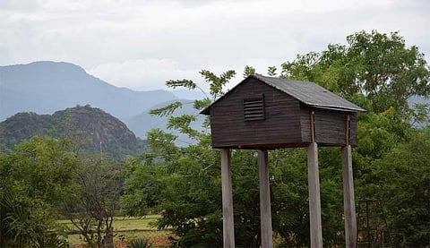 Near a Manimuthar, a home for the ‘misunderstood’ bat