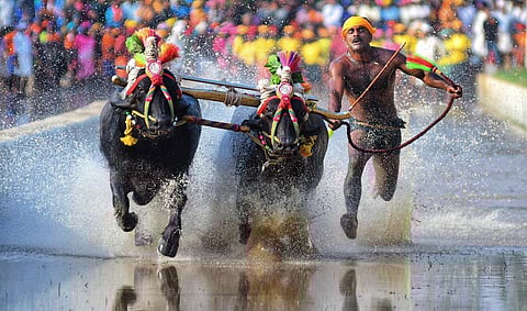 Kambala is an annual buffalo race held in coastal districts of Dakshina Kannada, Udupi, and Kasargod. (Photo | Shriram BN, EPS)