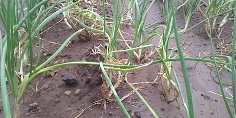 Image used for representational purpose only (File Photo | EPS)