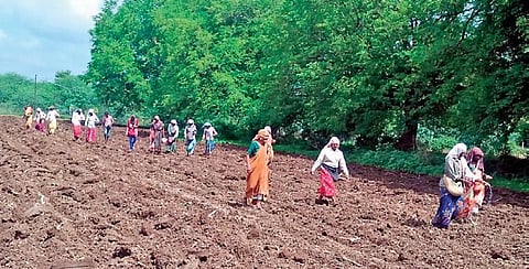 Newly-elected president of Chikka Yammiganuru Gram Panchayat Drakshayanamma oversees the agricultural activities on her field | Express
