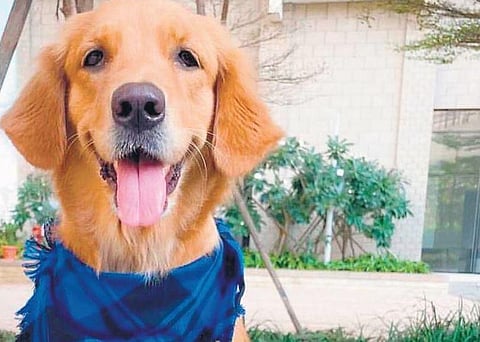 Tailored treats for furry friends