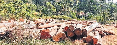 Jungle wood logs that were seized in Balur Reserve Forest