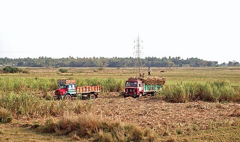 Farmers loading sugarcanes on trucks