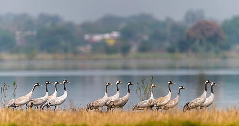 The flock of these birds are seen foraging for food and resting in and around a water body between Dongarhgarh and Khairagarh. (Photo | EPS)