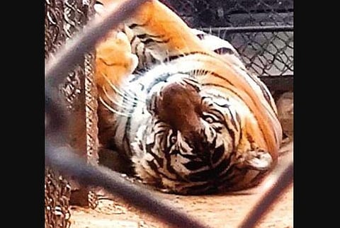 A tiger lazes around inside its enclosure in Mysuru Zoo | Express