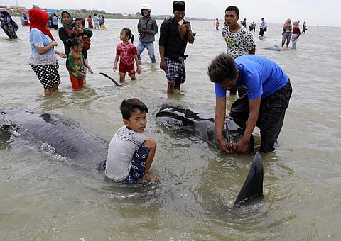Residents inspect the carcass of a pilot whale stranded on a beach in Bangkalan (Photo | AP)