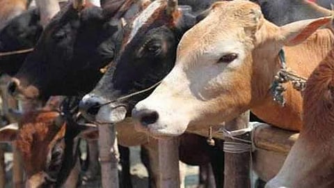 Protests erupts after beef pieces found near eidah in Mathura; 11 arrested